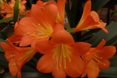 (Orange x yellow hybrid) x Best yellow - Brenda Girdlestone & John Mackenzie