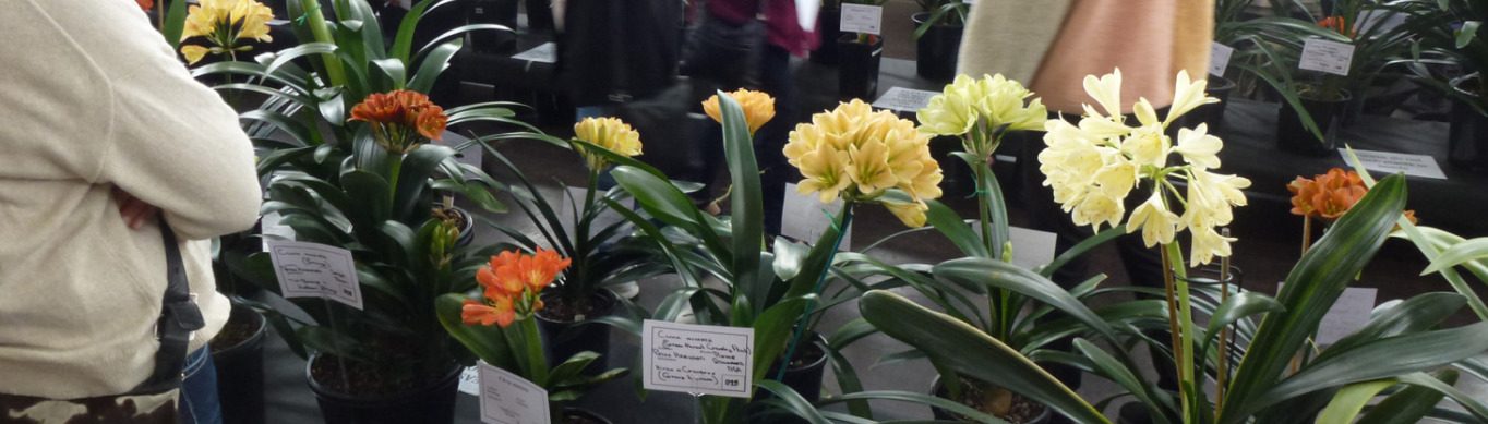 Melbourne Clivia Group Inc.